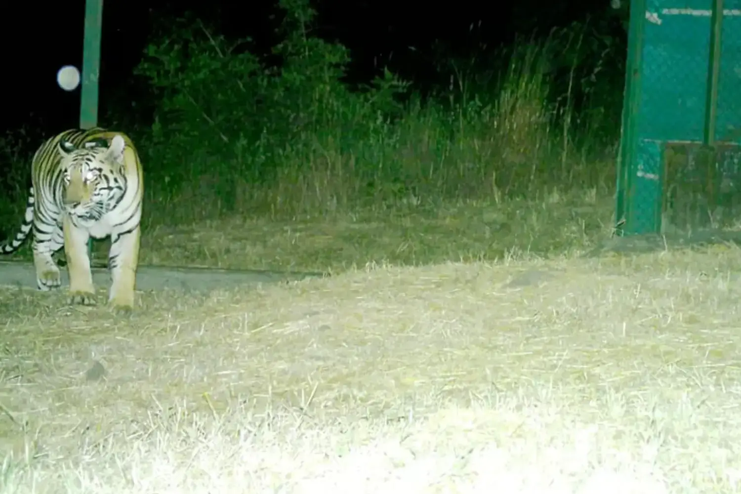 Tigress Tara is released into Sahyadri Tiger Reserve from Tadoba