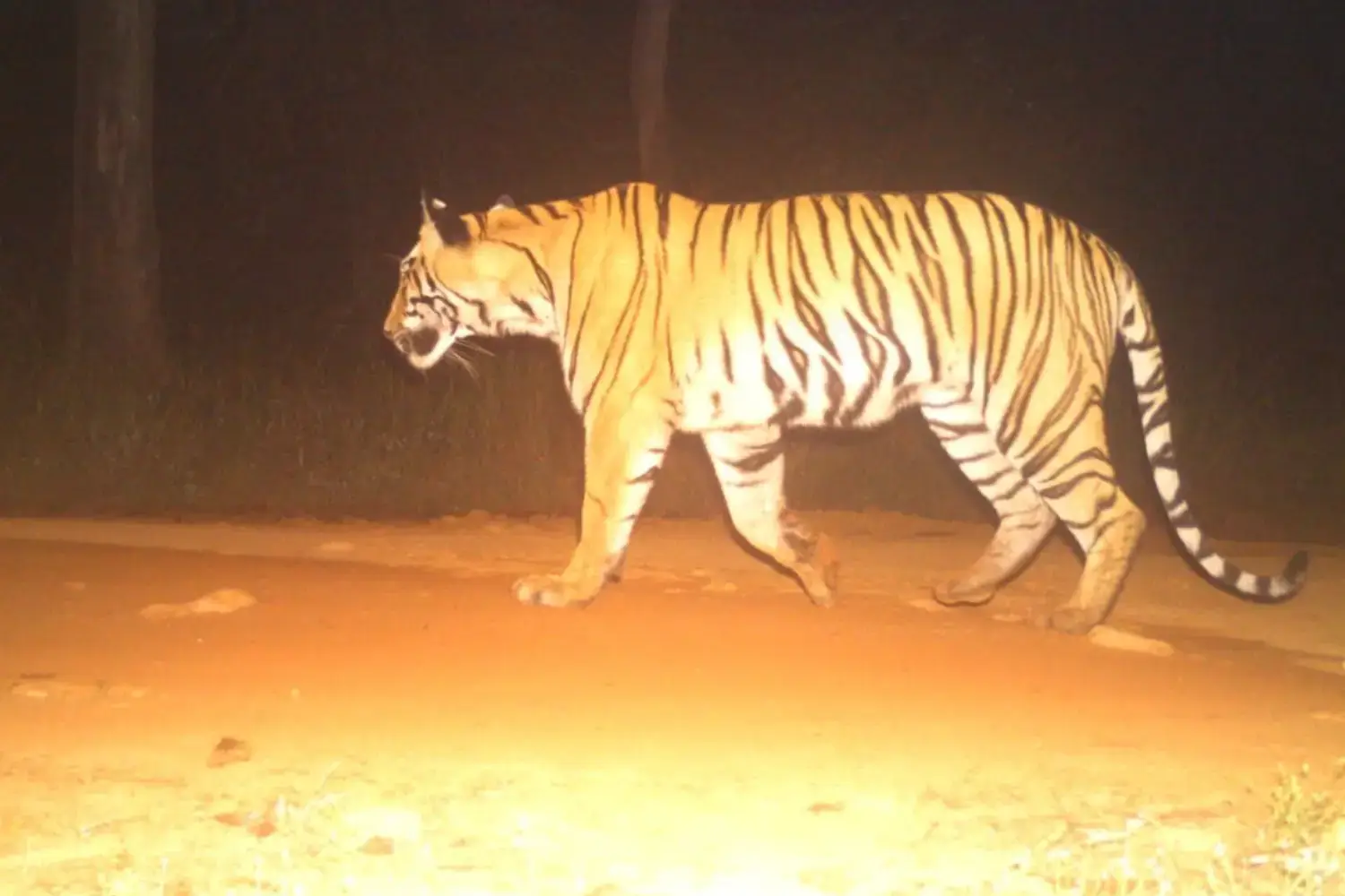 Tigress Tara is released into Sahyadri Tiger Reserve from Tadoba