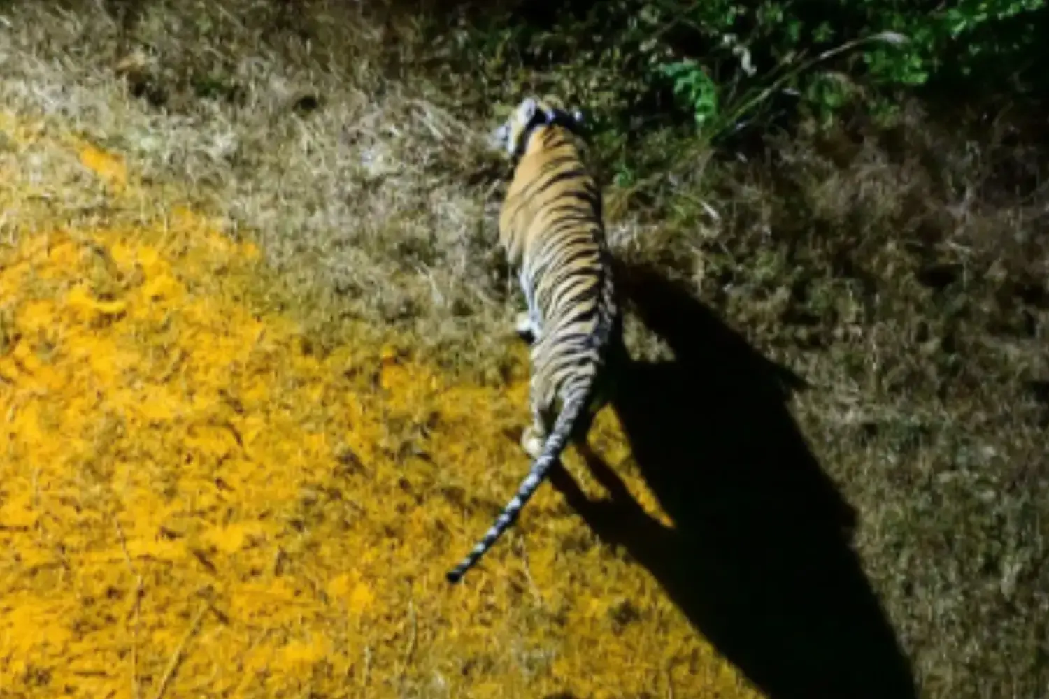 Tigress Tara is released into Sahyadri Tiger Reserve from Tadoba