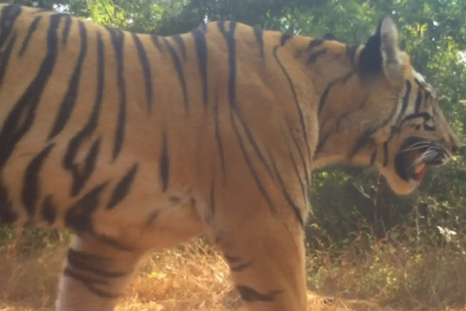 Tigress Tara is released into Sahyadri Tiger Reserve from Tadoba