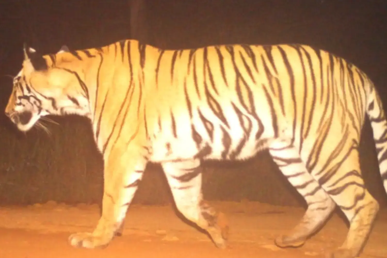 Tigress Tara is released into Sahyadri Tiger Reserve from Tadoba