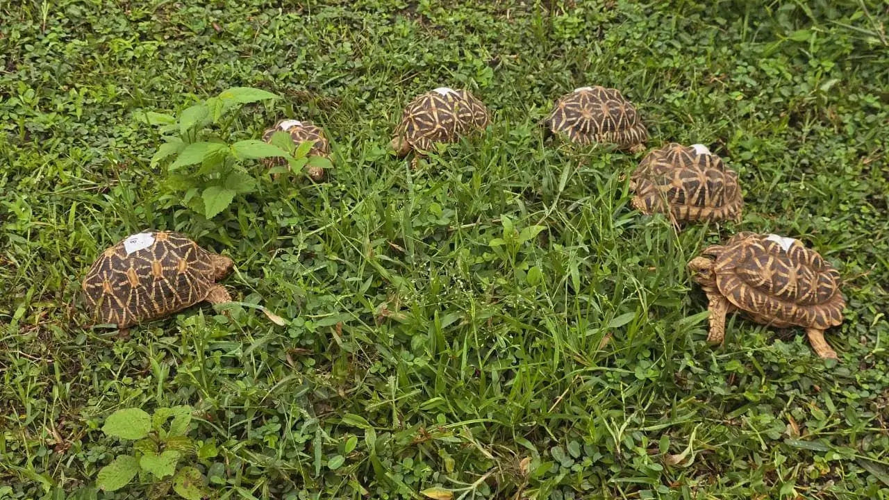 Star Tortoises Released in Tadoba