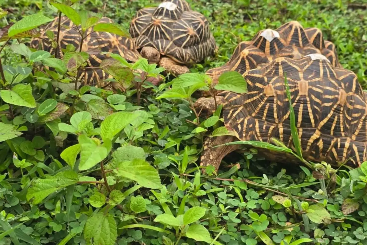 Star Tortoises Released in Tadoba