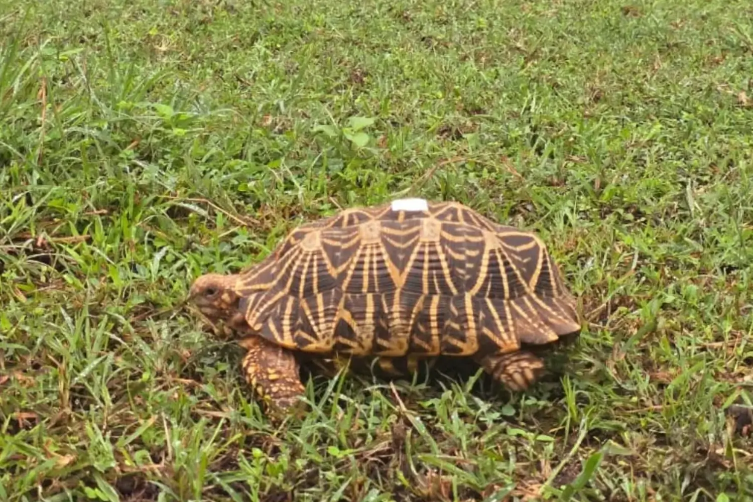 Star Tortoises Released in Tadoba