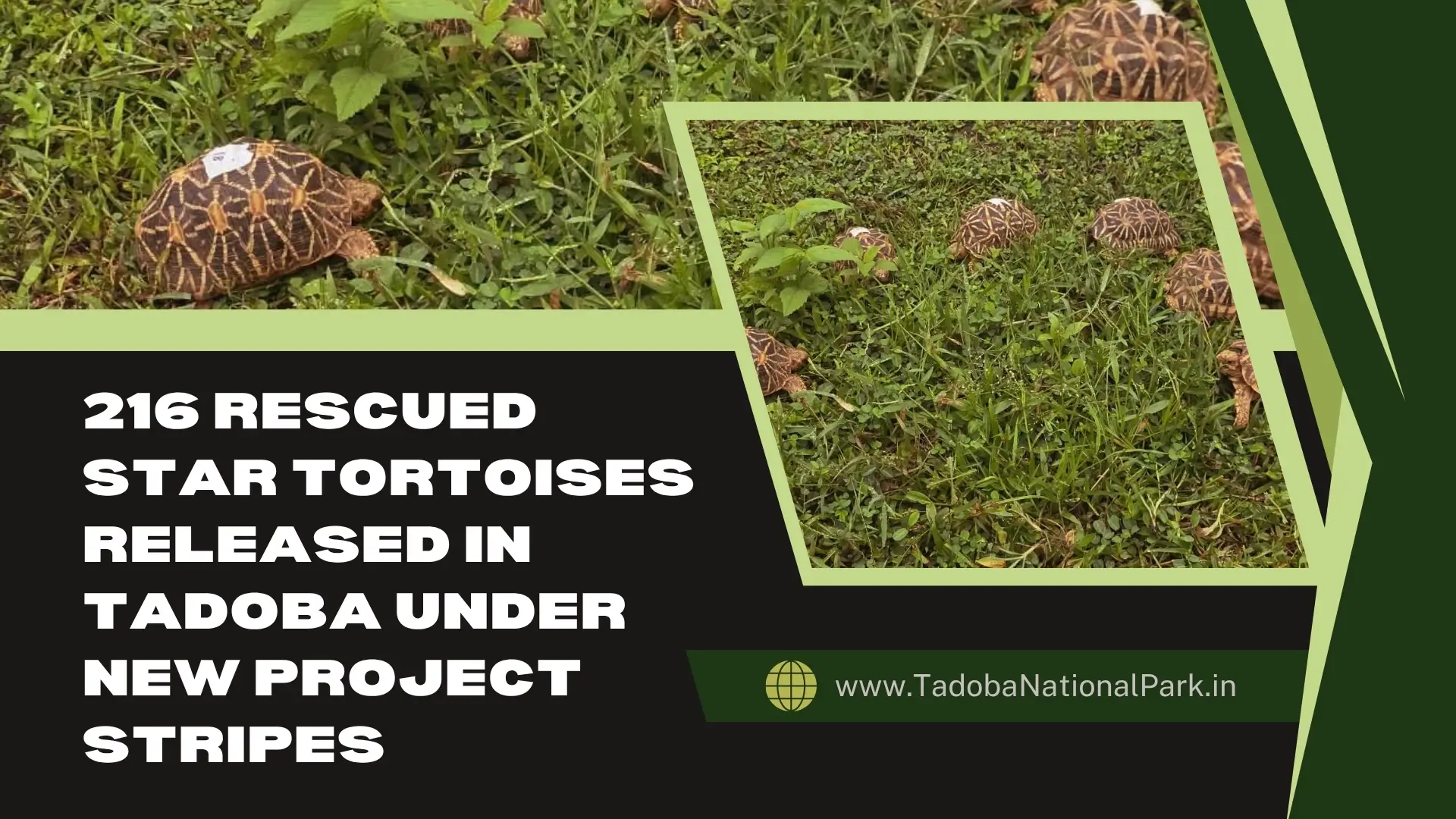 Star Tortoises Released in Tadoba