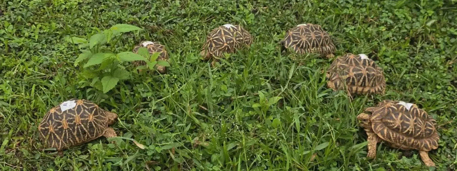 Tortoises Released in Tadoba