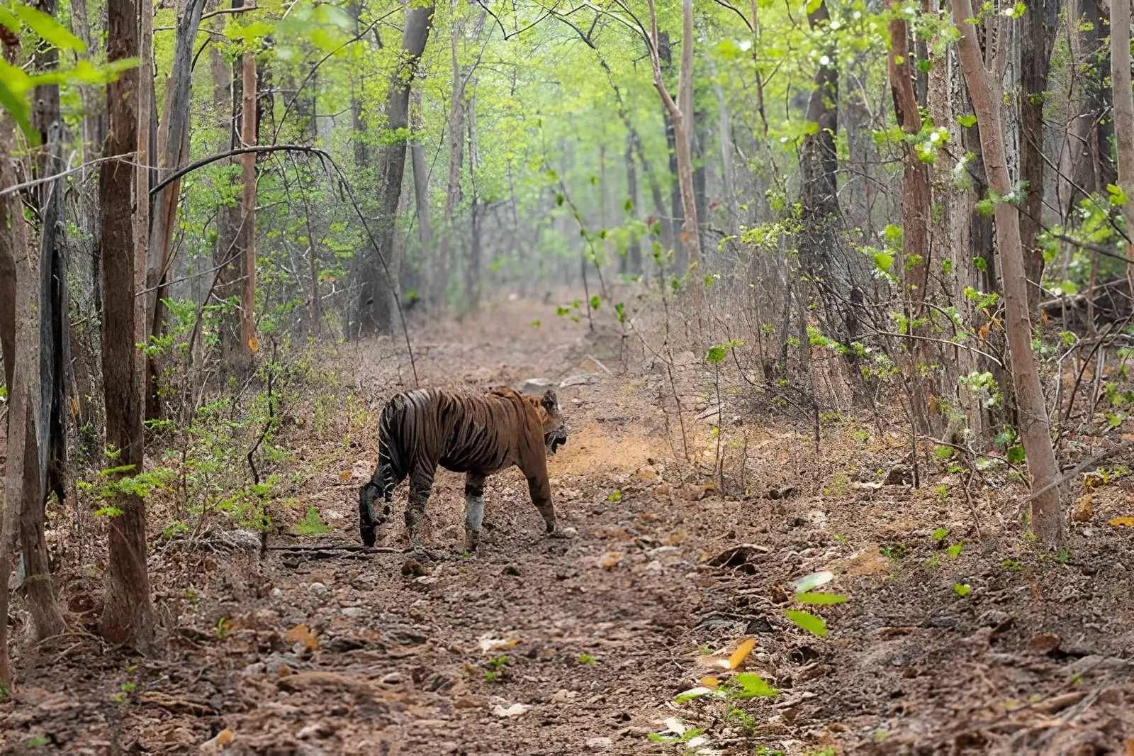 Wildlife and Nature Trail - Tadoba National Park, Maharashtra