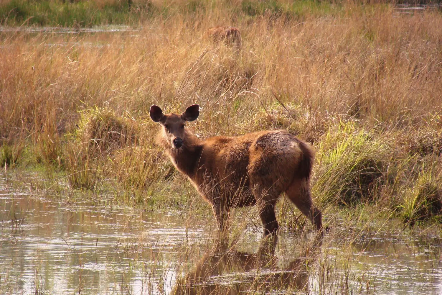 Bandhavgarh National Park, Madhya Pradesh