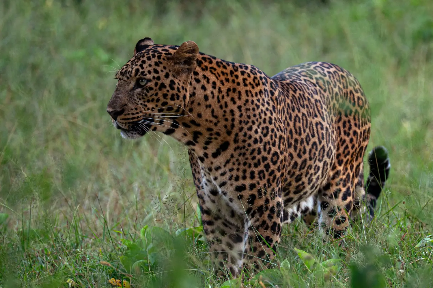 Bandipur National Park