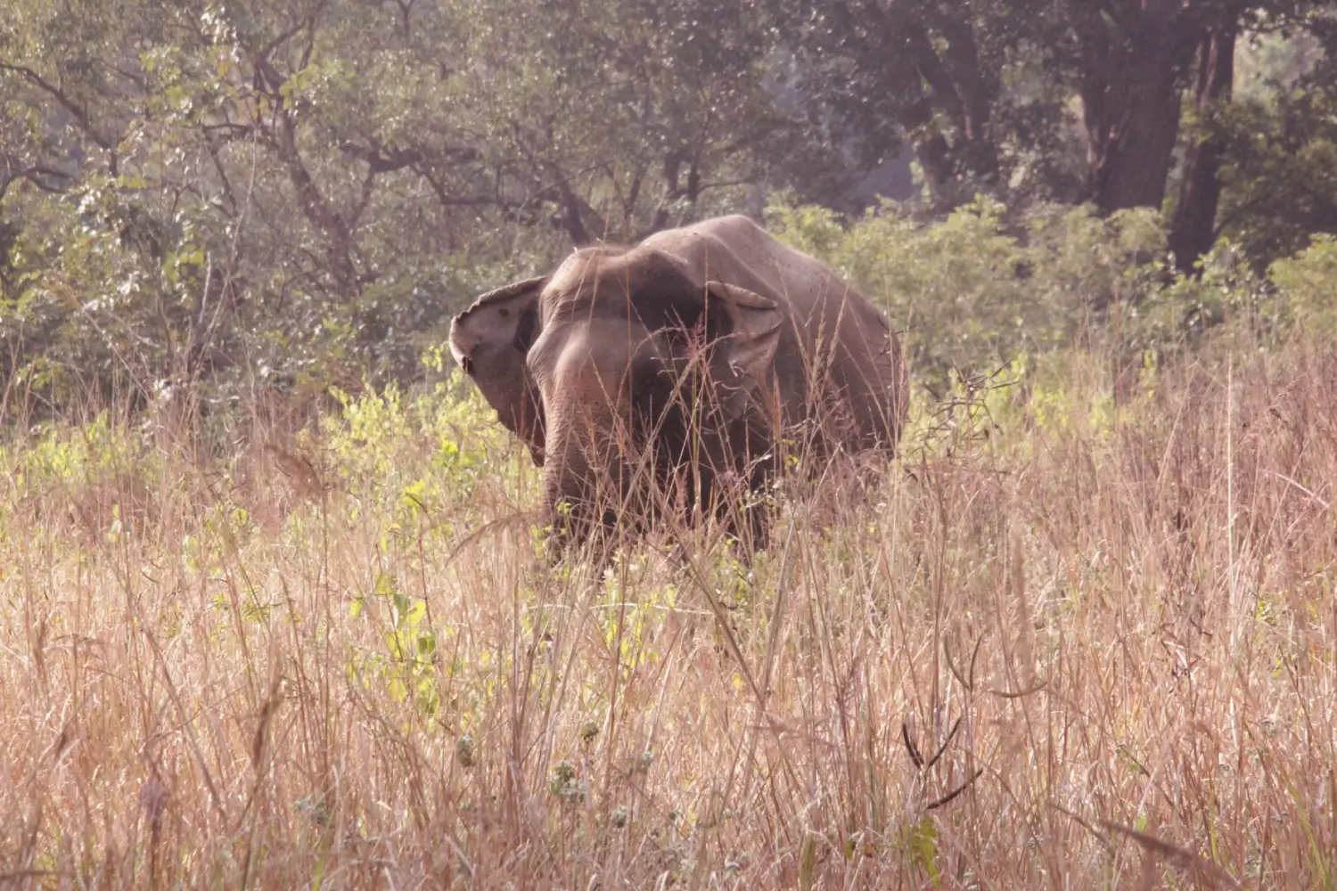 Corbett National Park, Uttarakhand