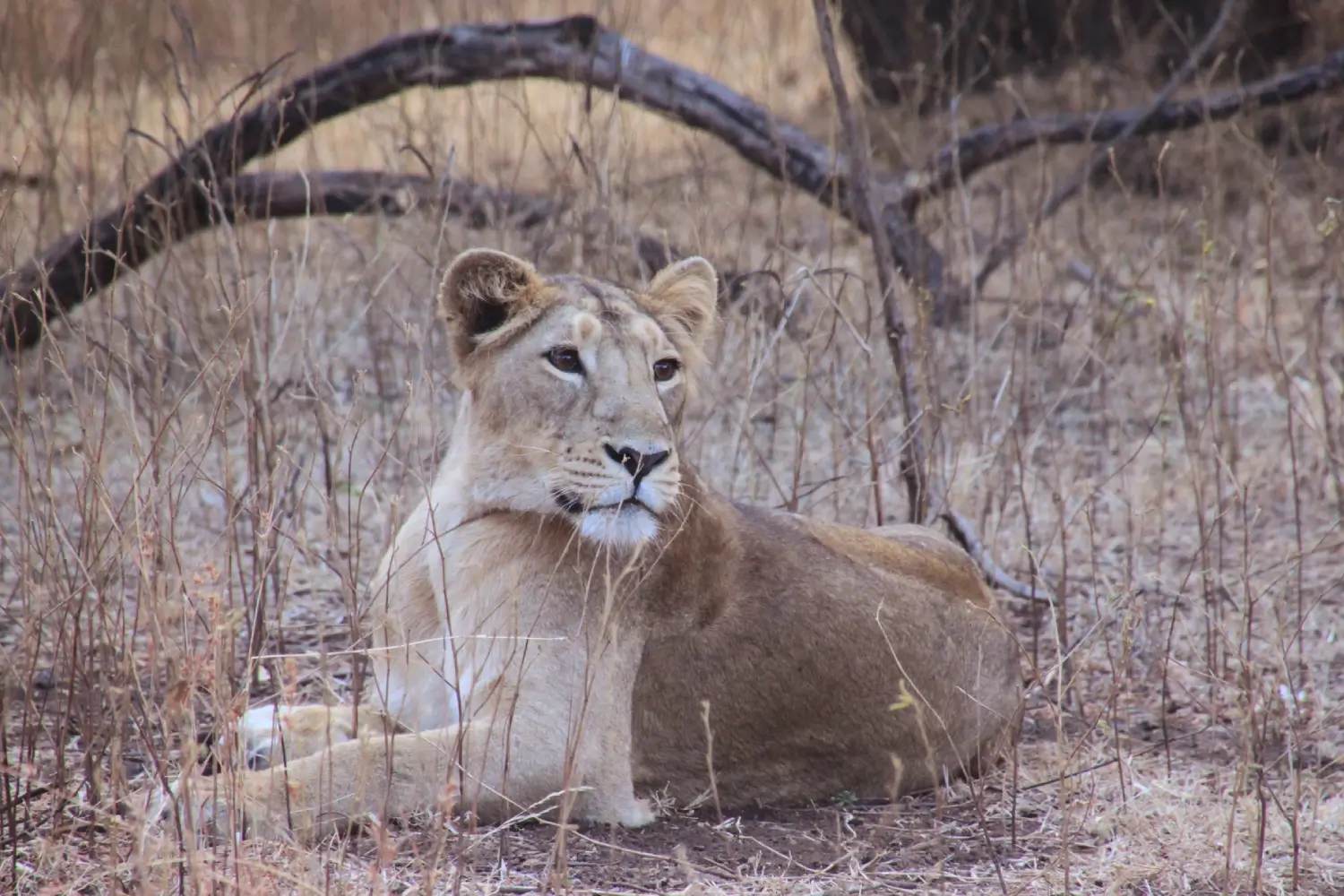 Gir National Park, Gujarat