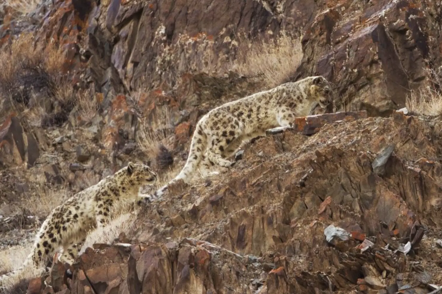 Hemis National Park, Ladakh