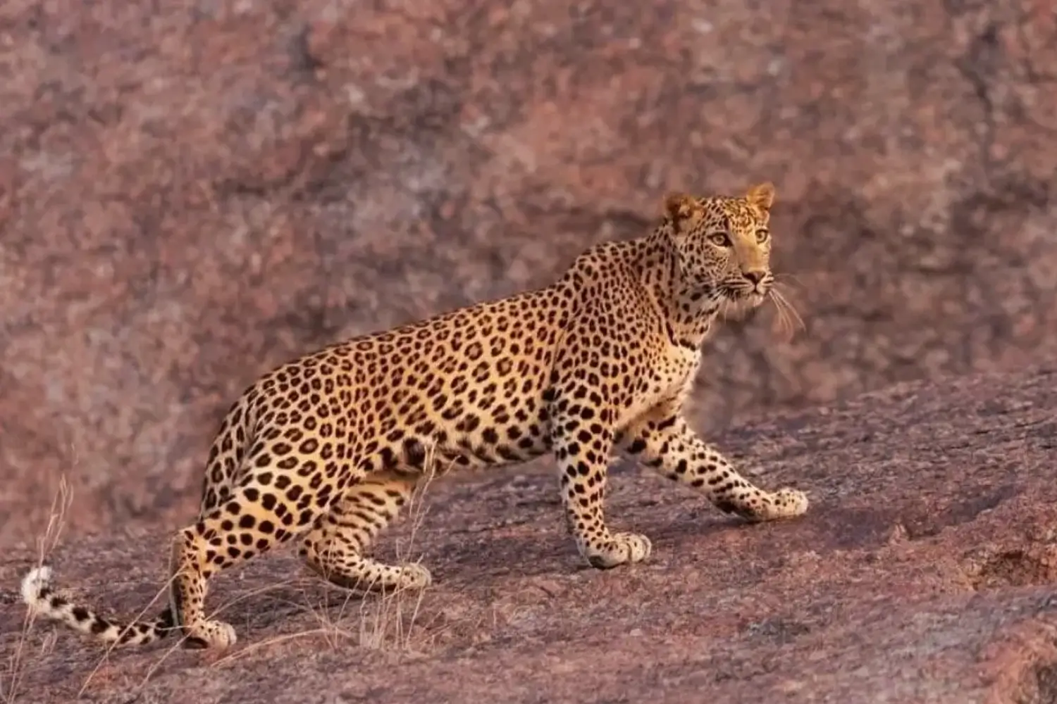 Jawai Leopard Safari, Rajasthan