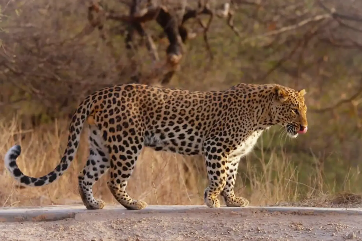 Jhalana Leopard Safari, Rajasthan