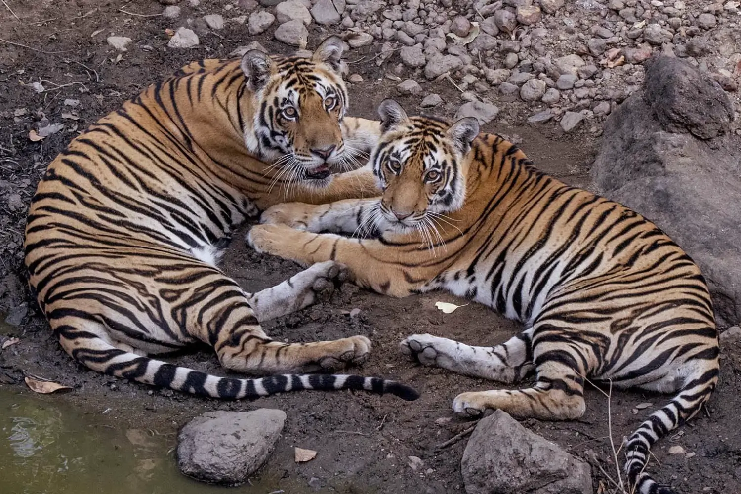 Kanha National Park, Madhya Pradesh