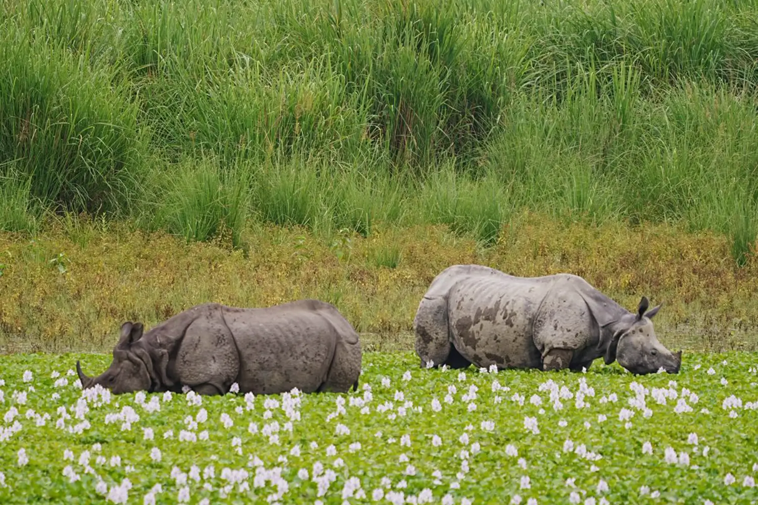 Kaziranga National Park, Assam