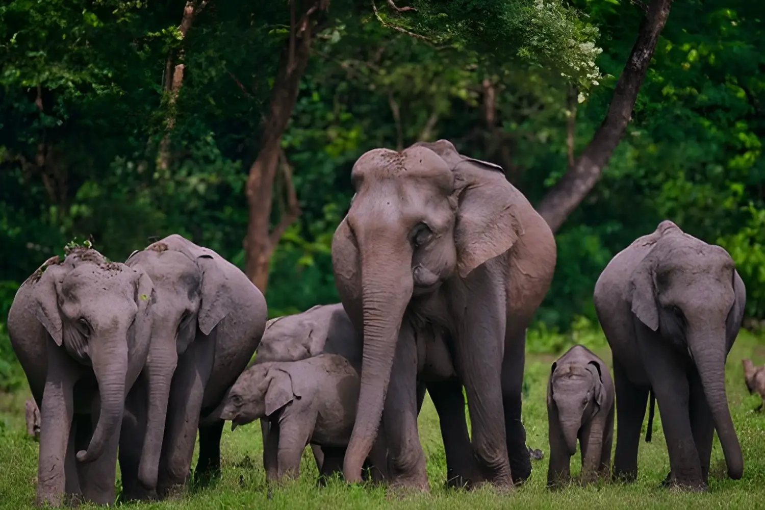 Manas National Park, Assam