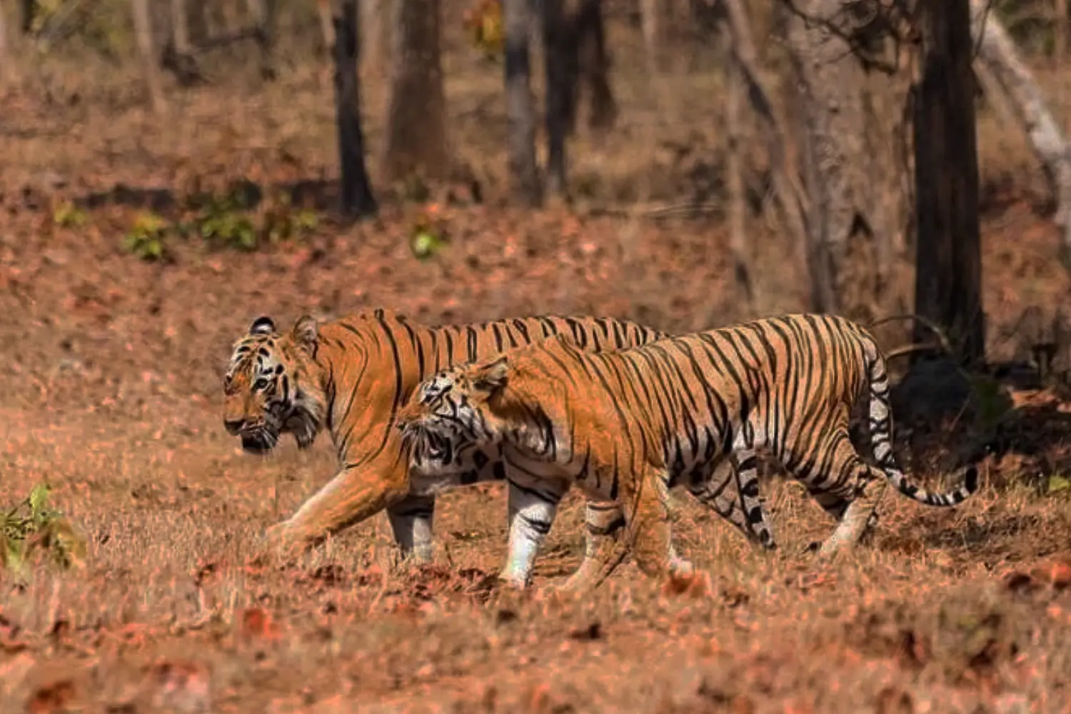 Nagzira Wildlife Sanctuary, Maharashtra