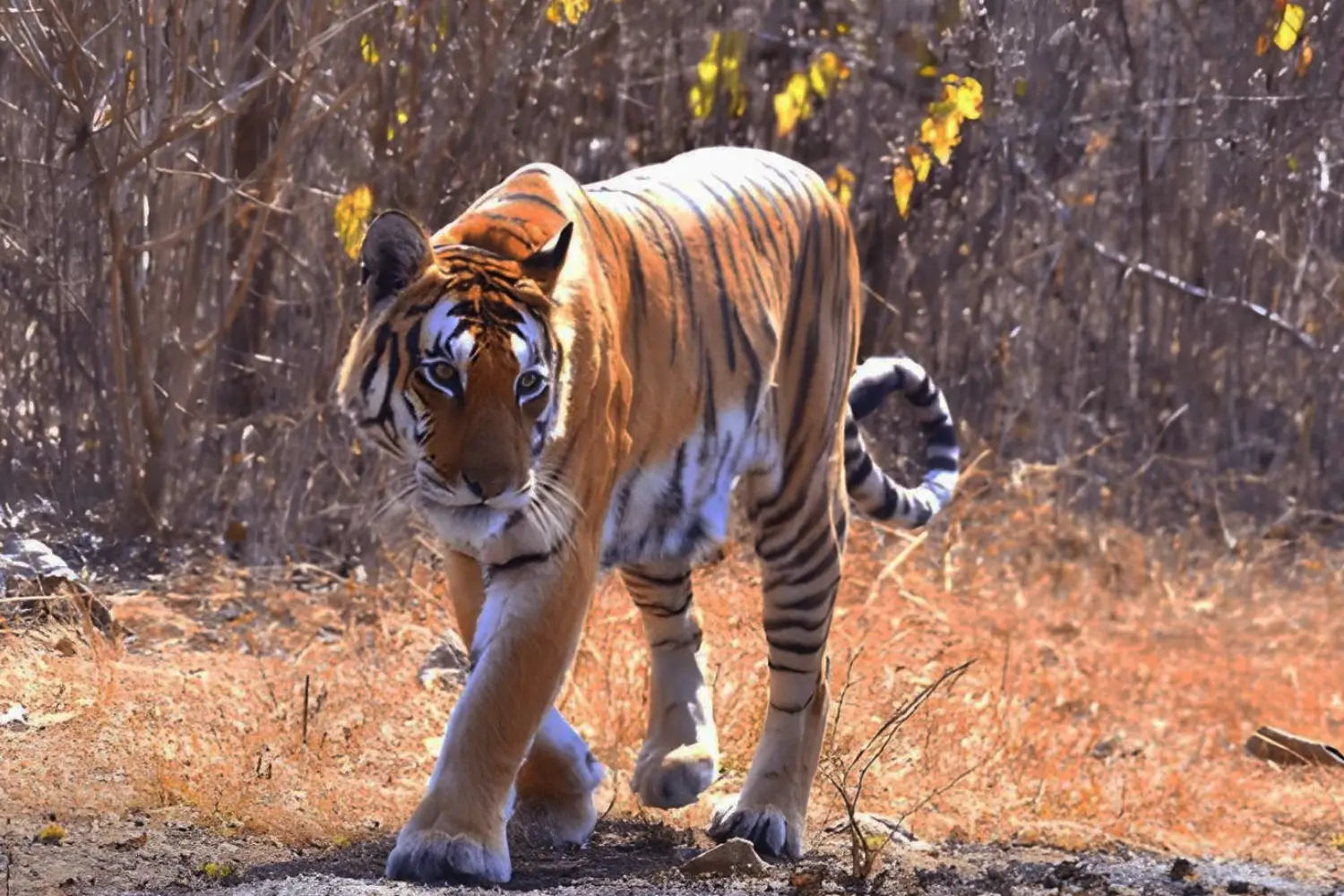 Panna National Park, Madhya Pradesh