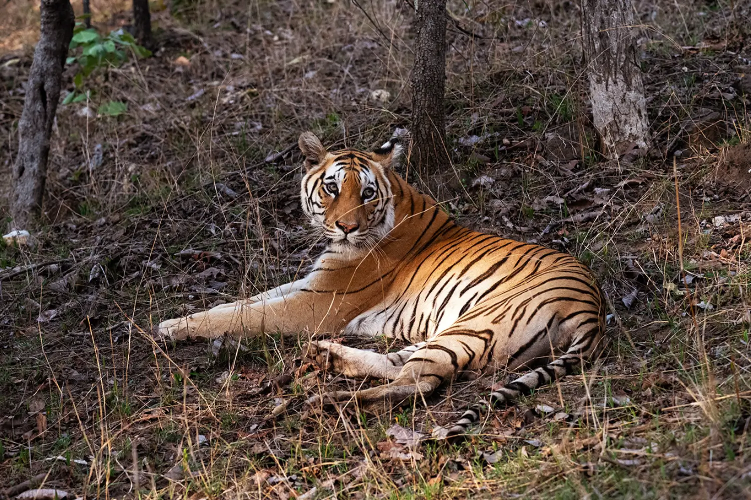 Pench National Park, Madhya Pradesh/Maharashtra