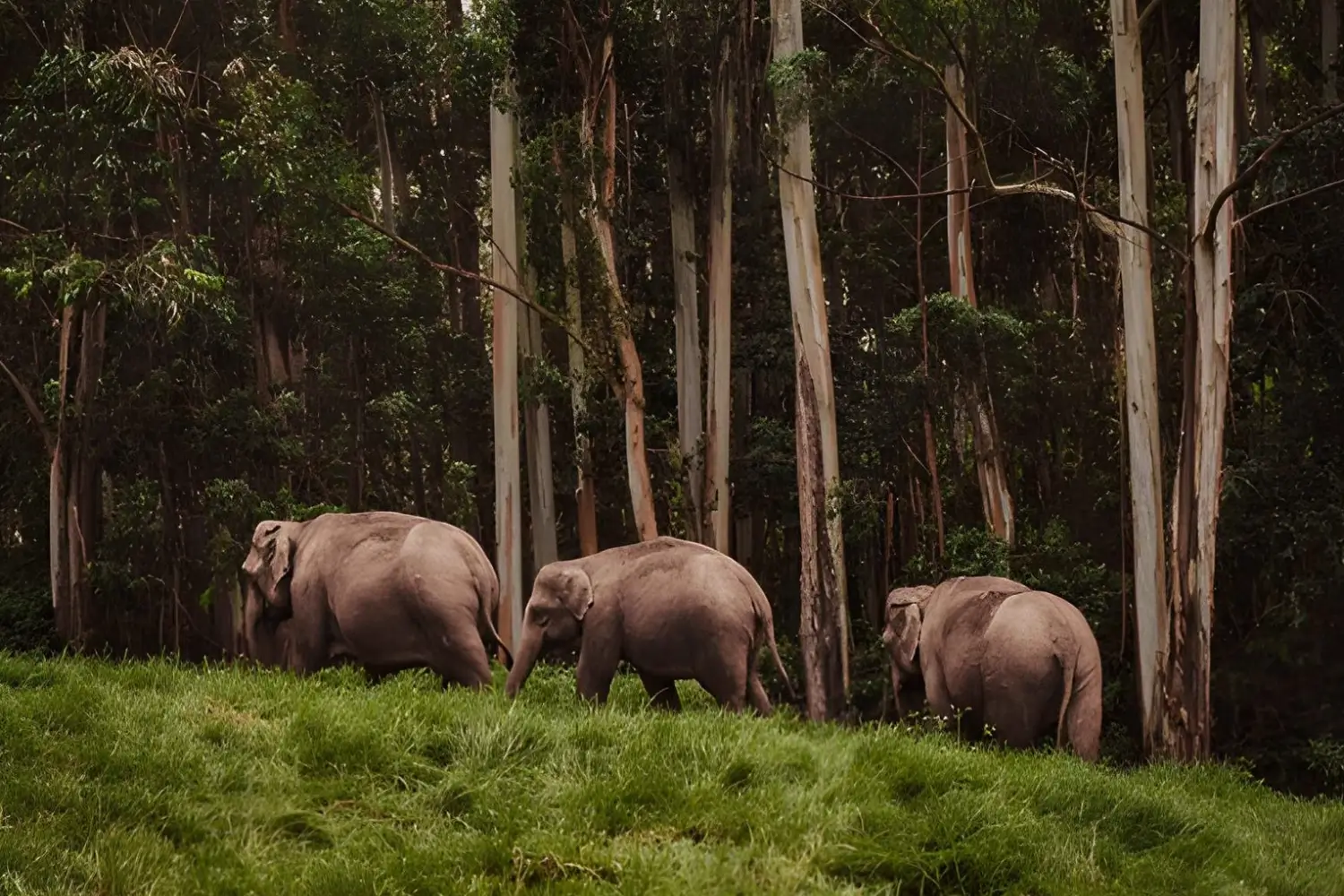 Periyar National Park, Kerala