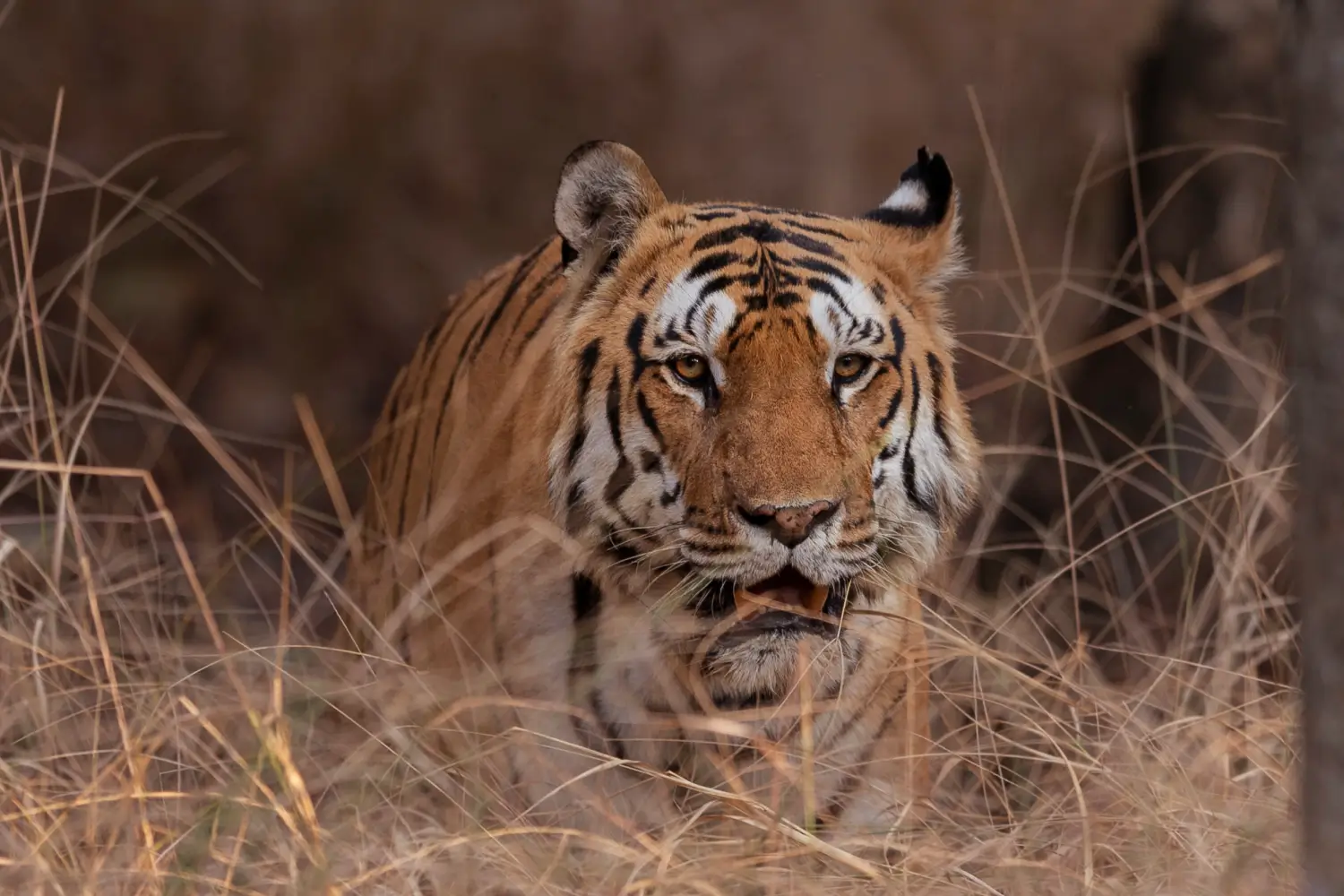 Popular National Parks for Wildlife Safari Tours in India