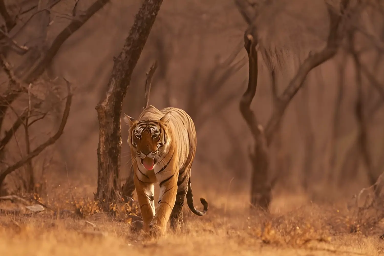 Ranthambore National Park, Rajasthan