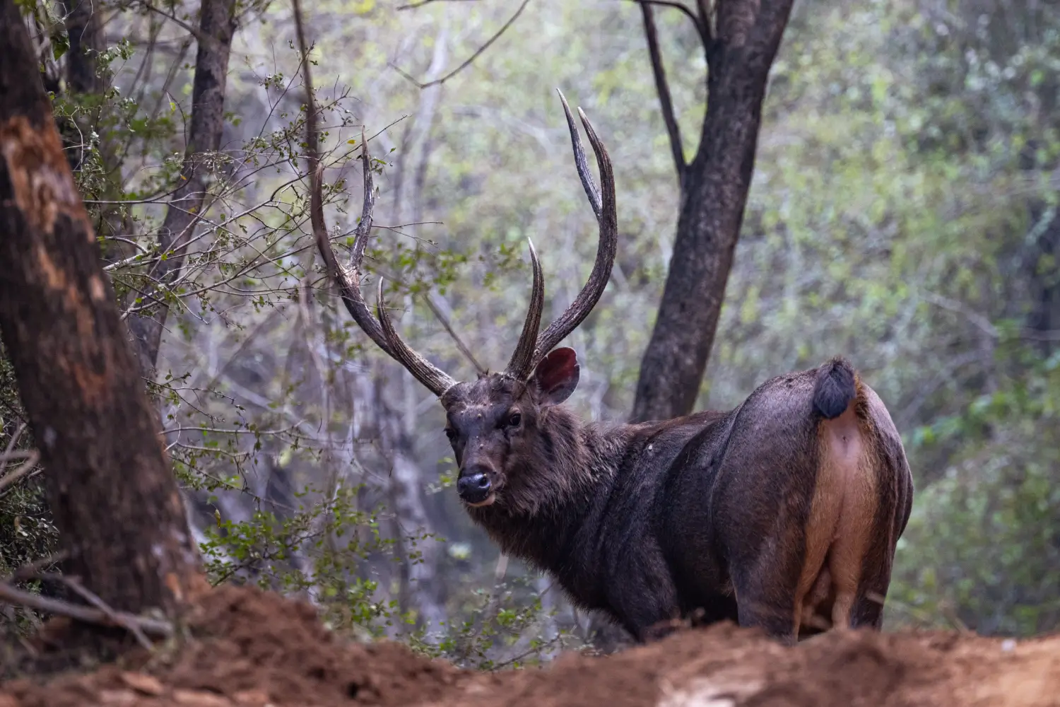 Sariska National Park, Rajasthan