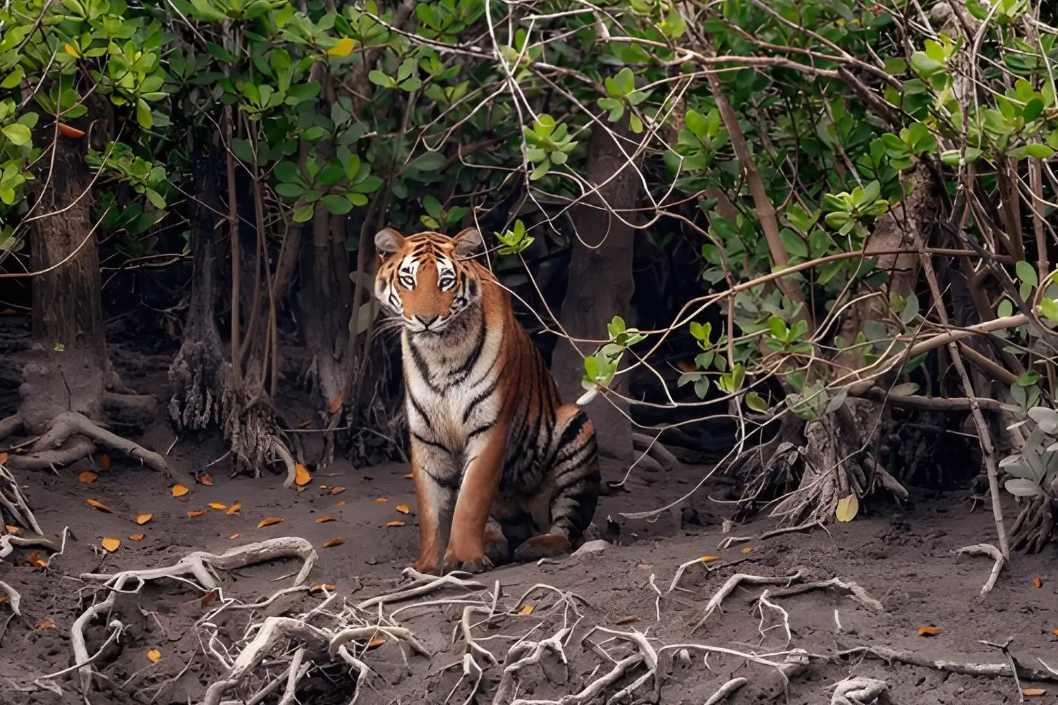 Sunderban National Park