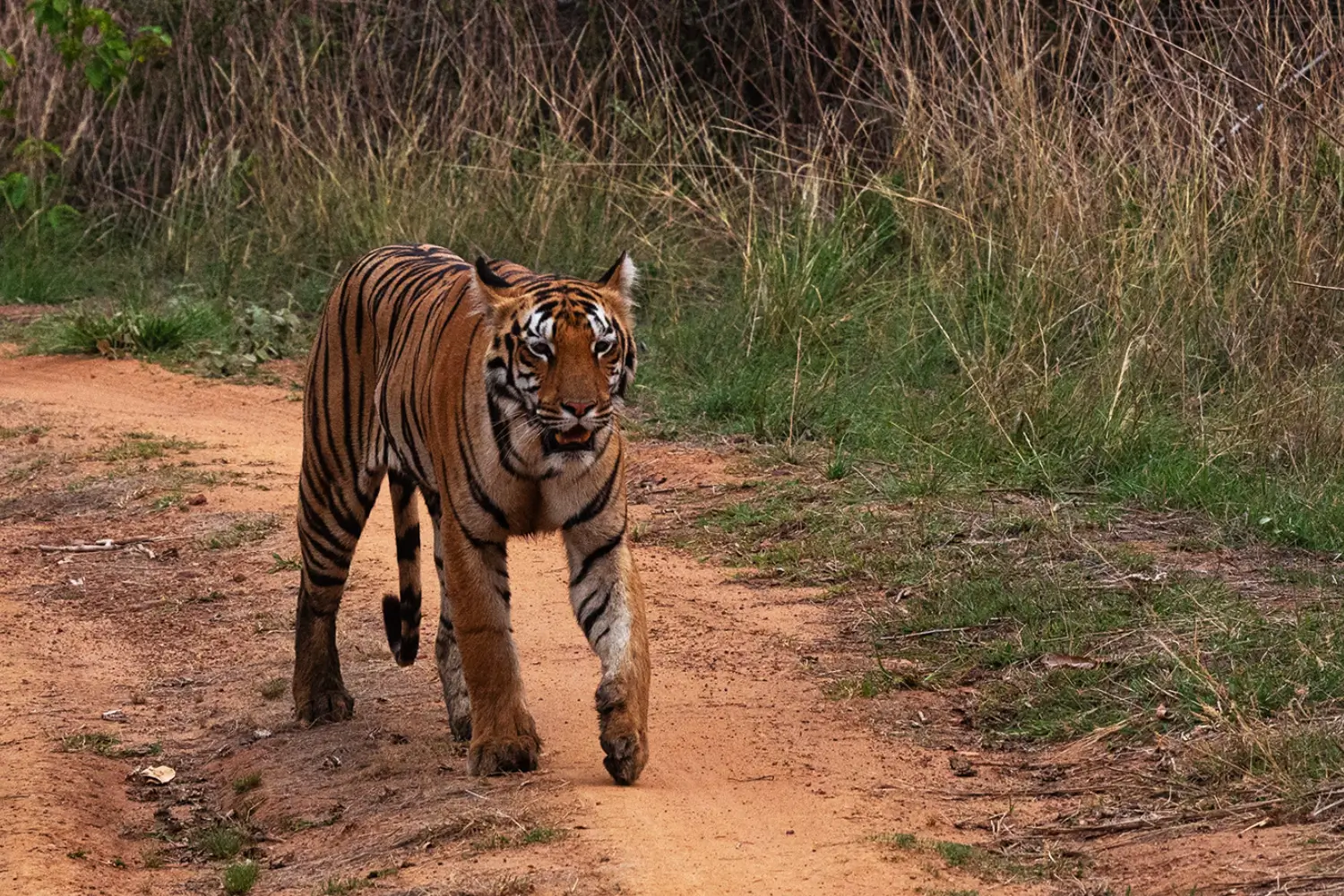 Tadoba National Park, Maharashtra