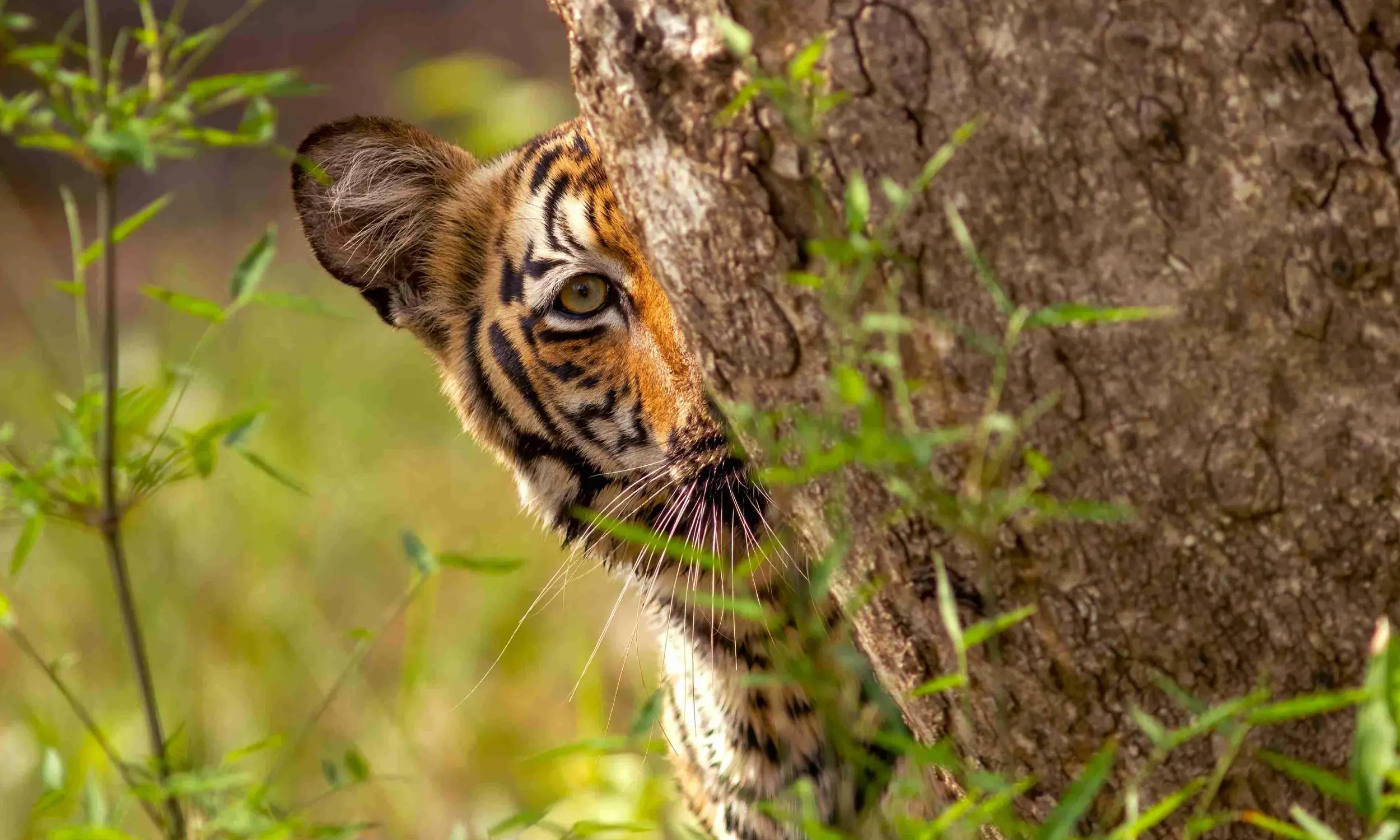 Tadoba Tiger Reserve