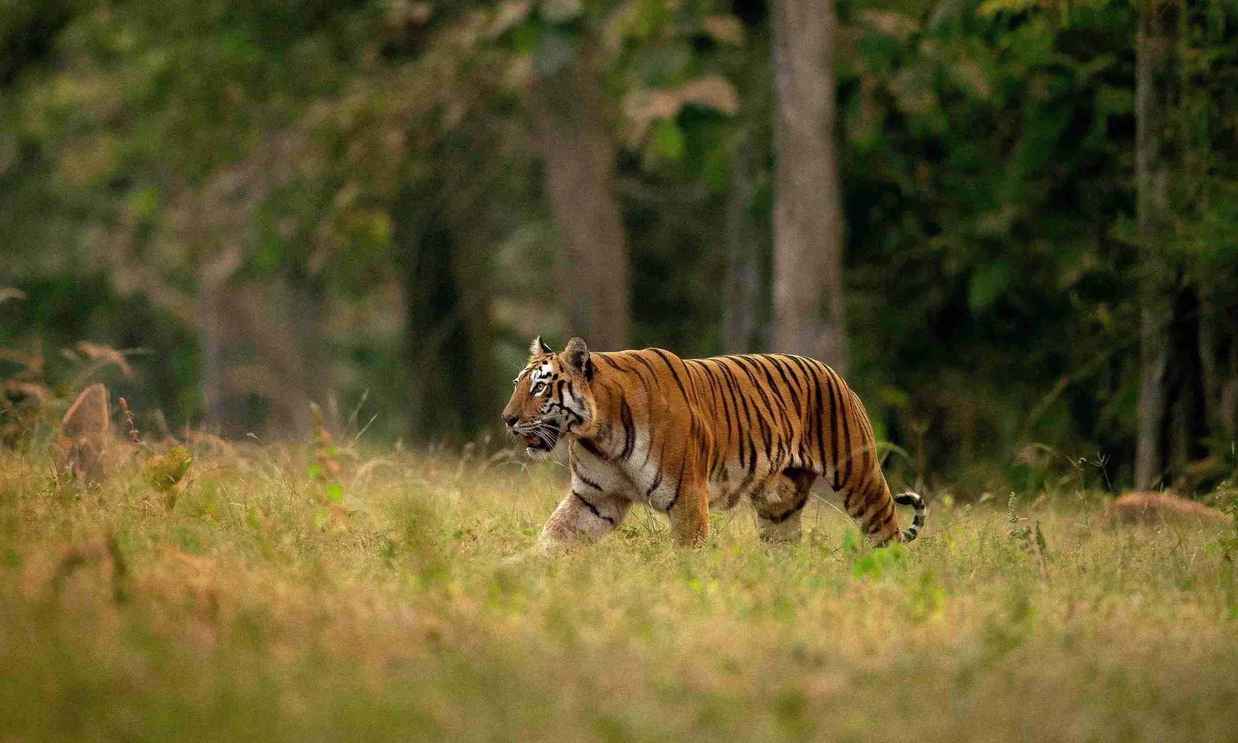 Tadoba Tiger Reserve