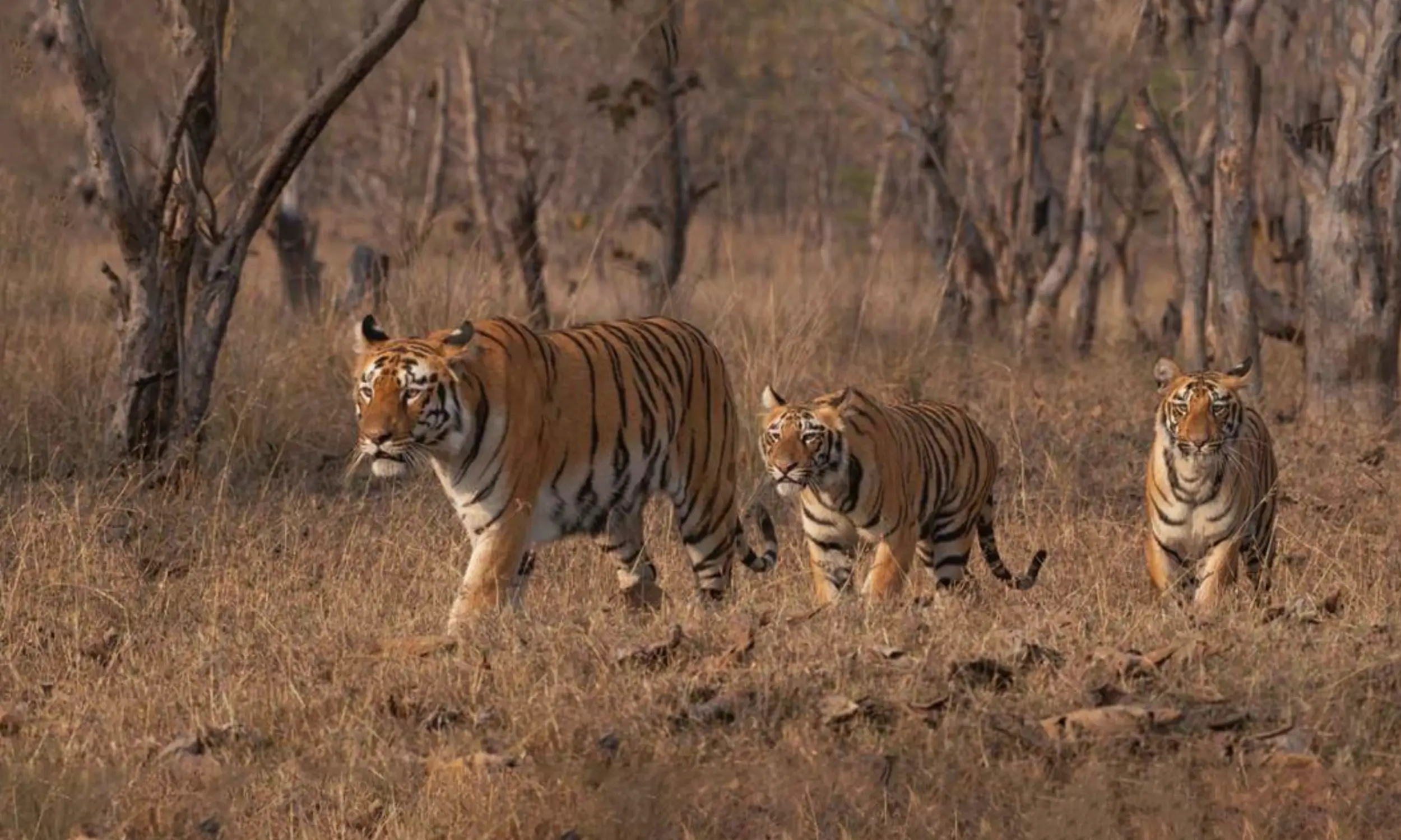 Tadoba Tiger Reserve