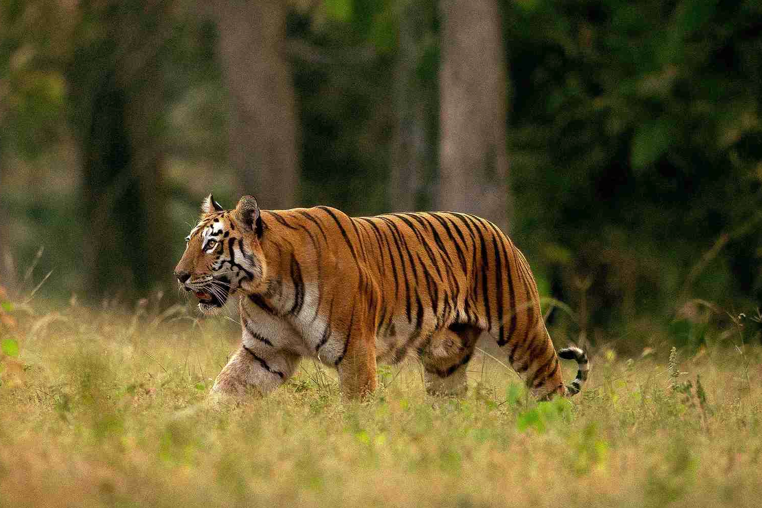 The Tiger Kingdoms of West & Central India- Wildlife Tour