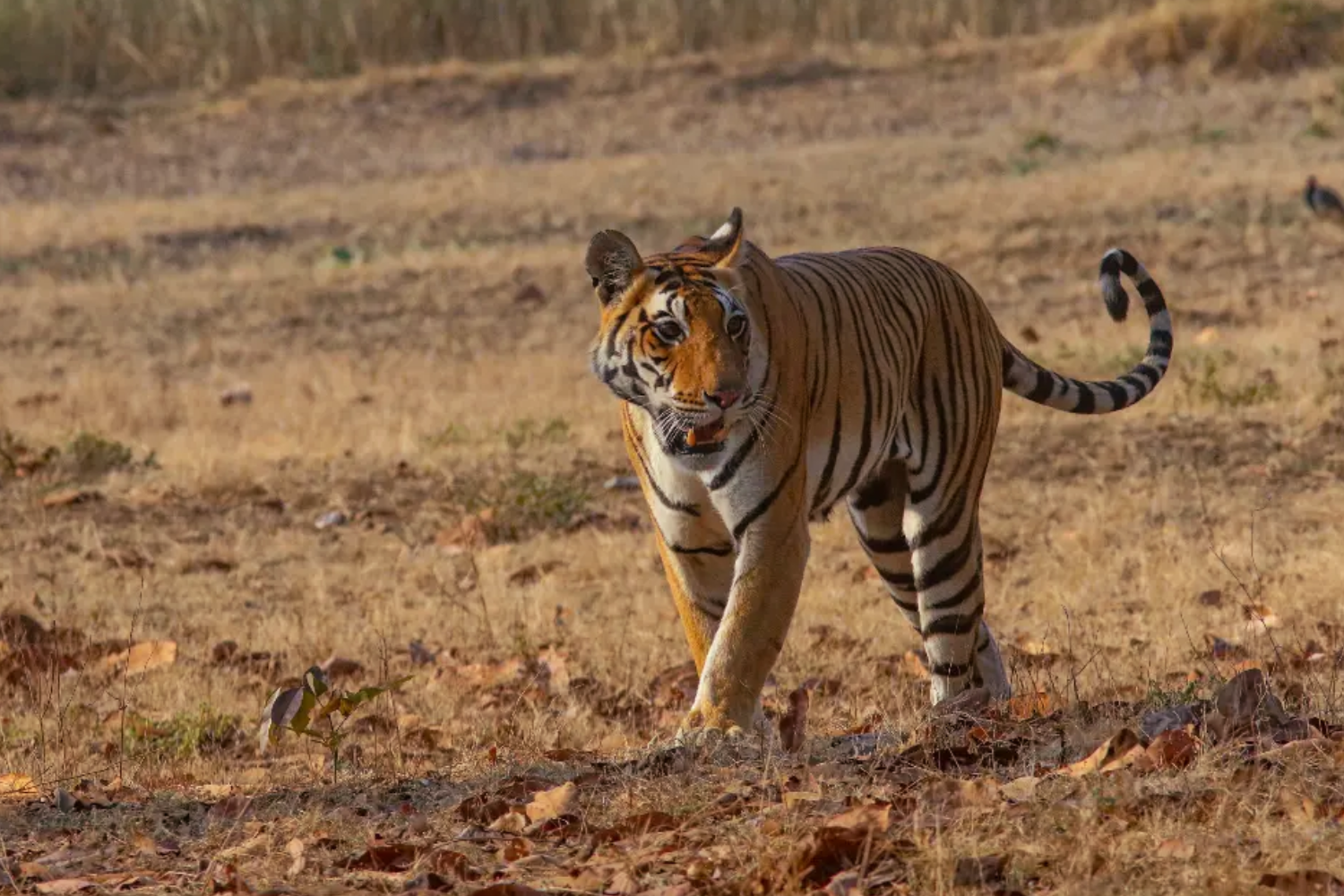The Tiger Kingdoms of West & Central India- Wildlife Tour
