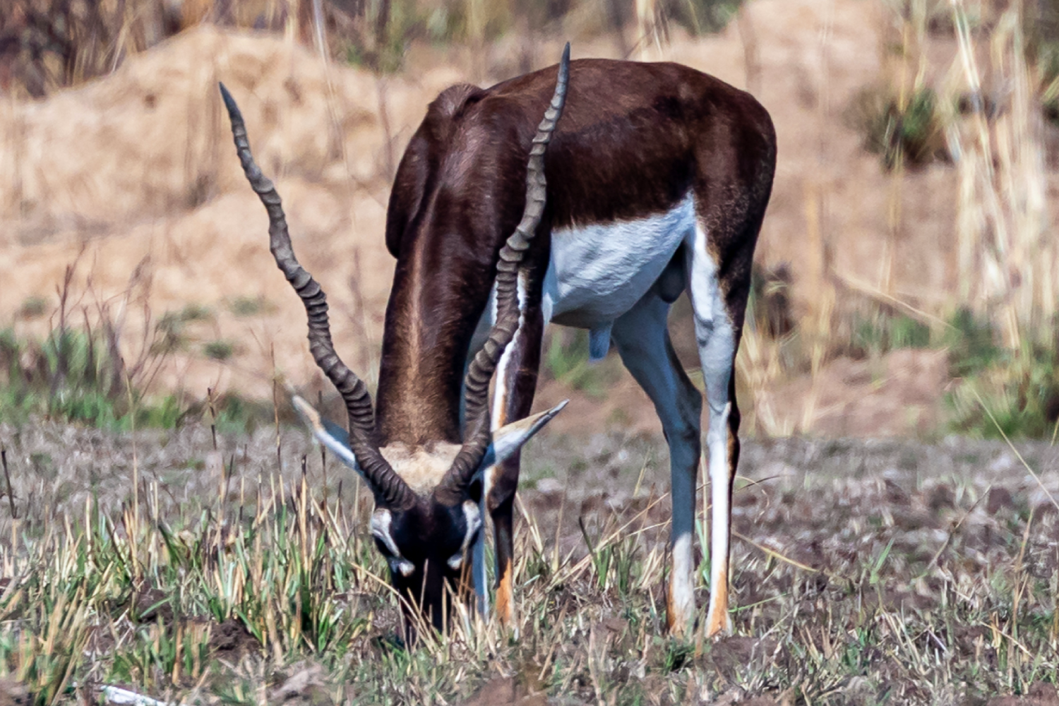 The Tiger Kingdoms of West & Central India- Wildlife Tour