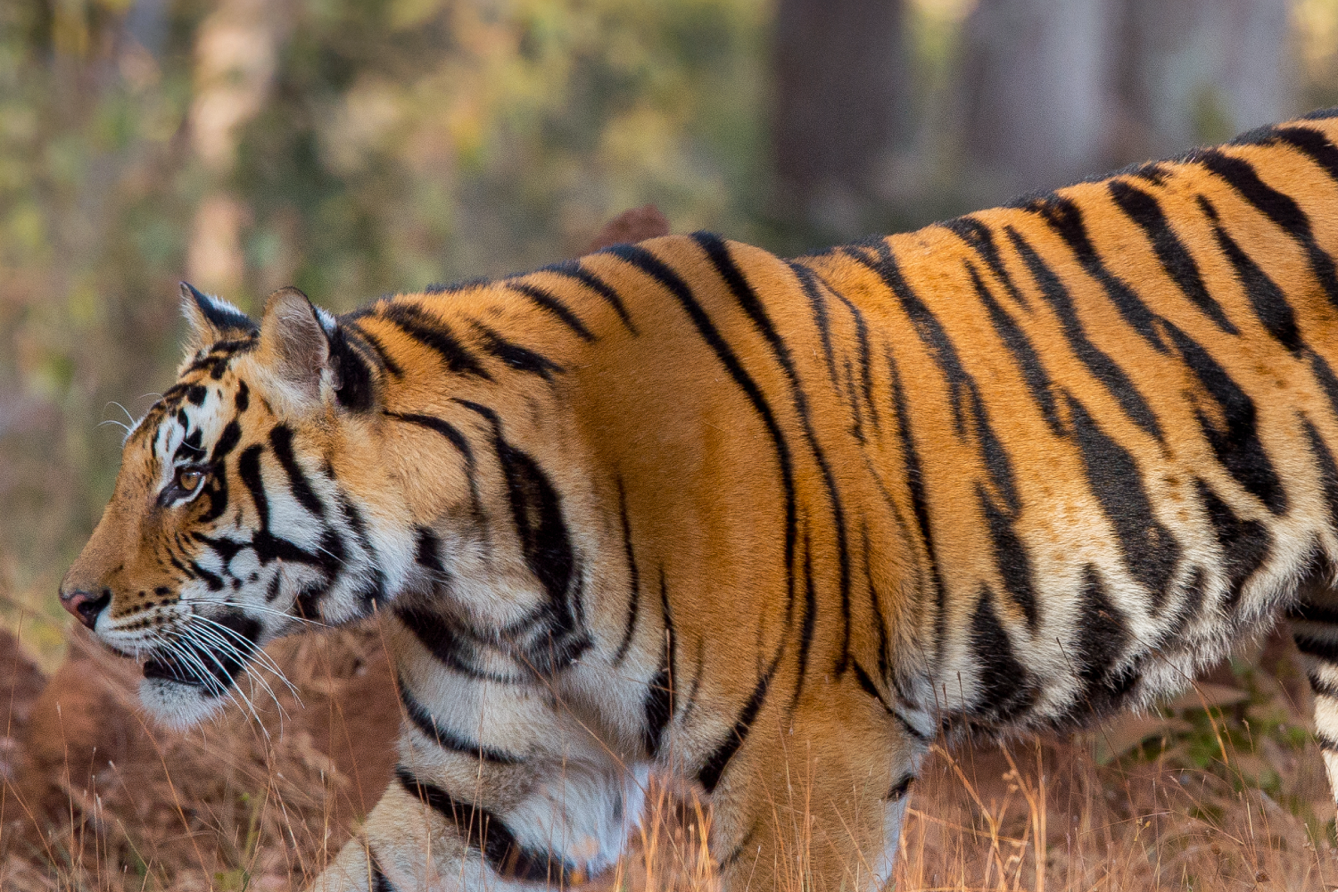 The Tiger Kingdoms of West & Central India- Wildlife Tour