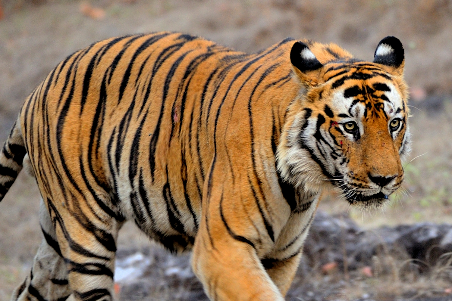 The Tiger Kingdoms of West & Central India- Wildlife Tour