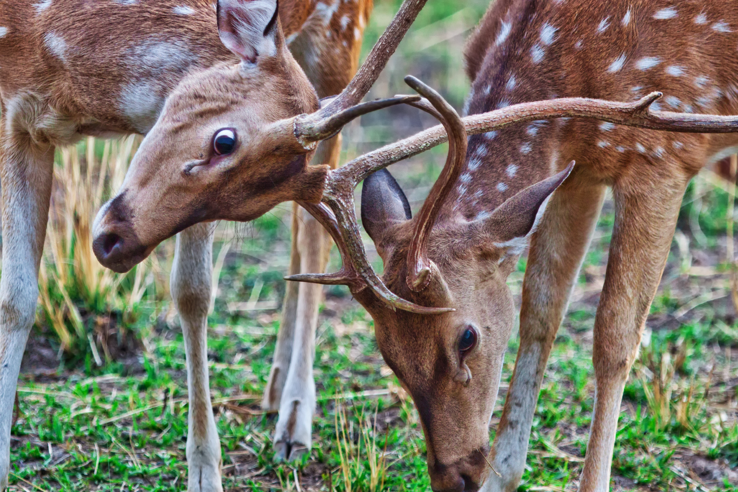 The Tiger Kingdoms of West & Central India- Wildlife Tour