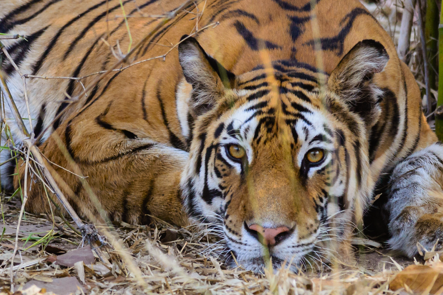 The Tiger Kingdoms of West & Central India- Wildlife Tour