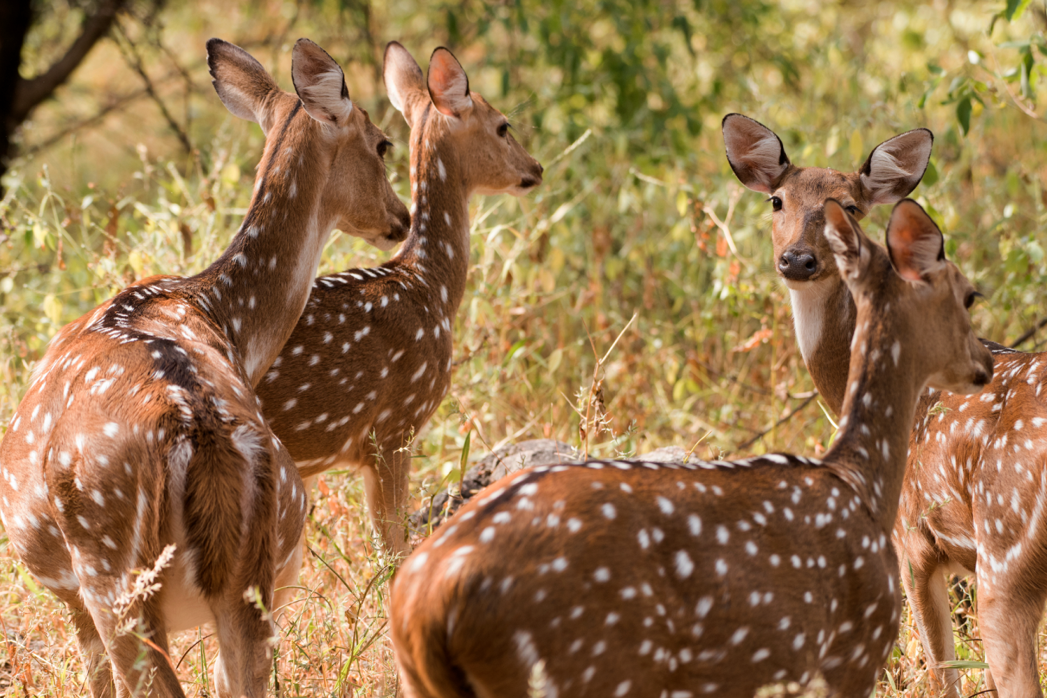 The Tiger Kingdoms of West & Central India- Wildlife Tour