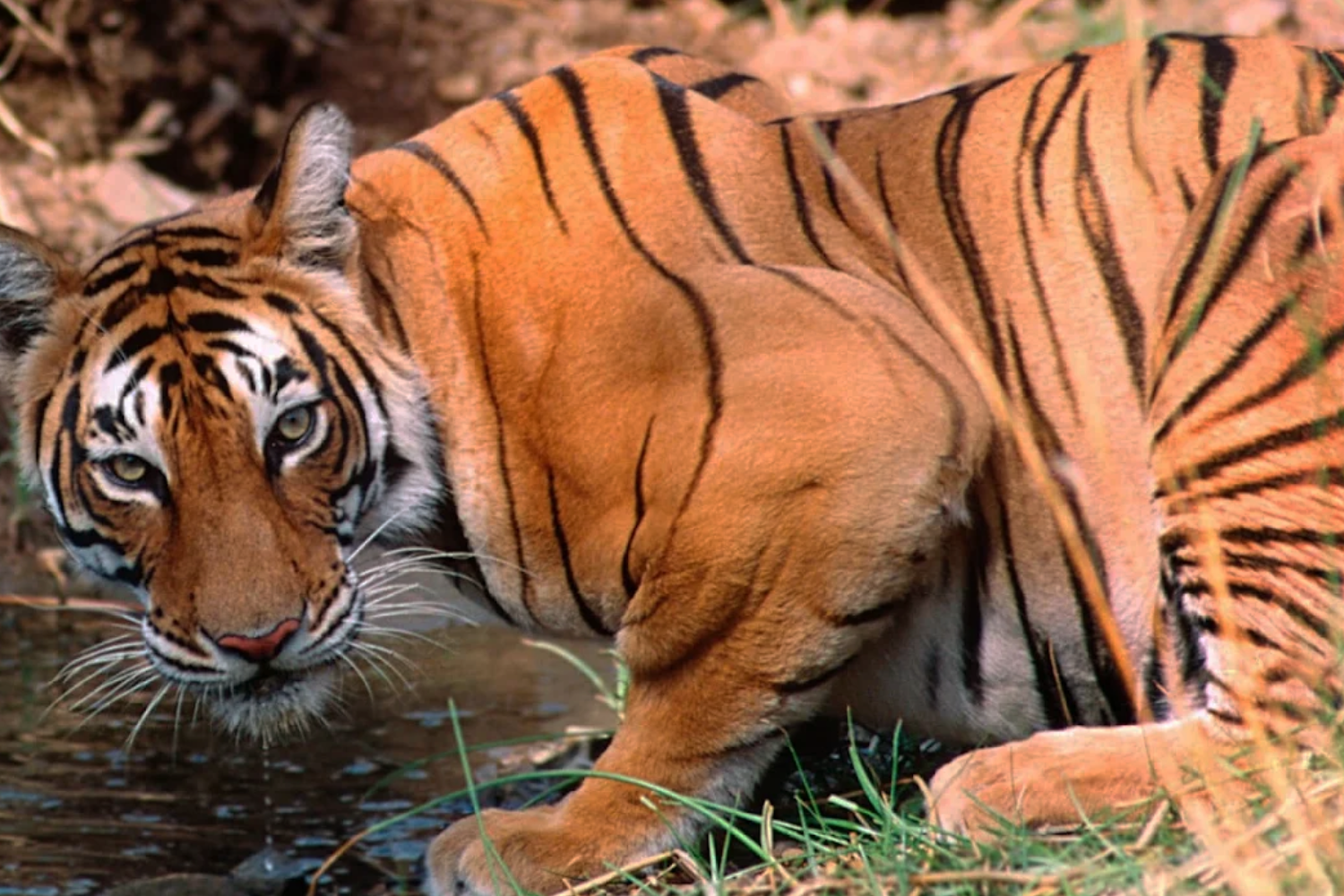 The Tiger Kingdoms of West & Central India- Wildlife Tour